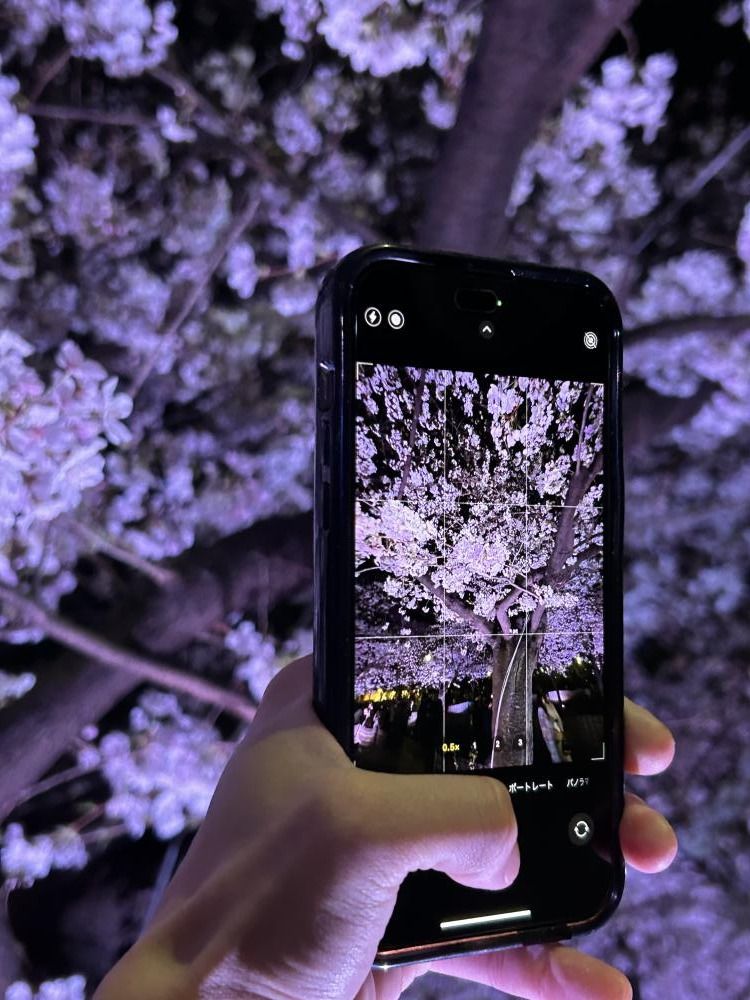 鶴舞公園の桜ライトアップ